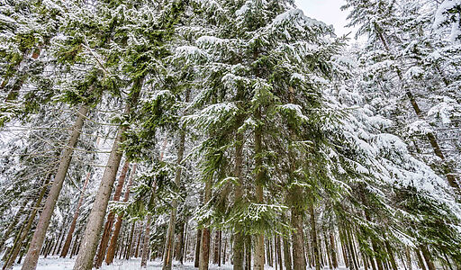 Лесной участок в КП Вымпел