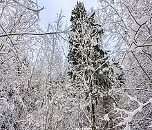 Лесной участок в КП Вымпел