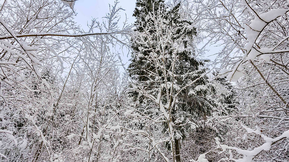 Лесной участок в КП Вымпел