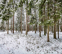 Лесной участок в КП Вымпел