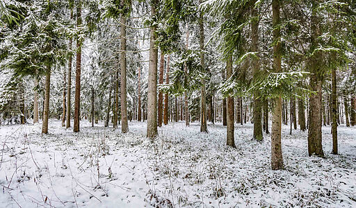 Лесной участок в КП Вымпел