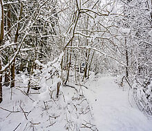 Лесной участок в КП Вымпел