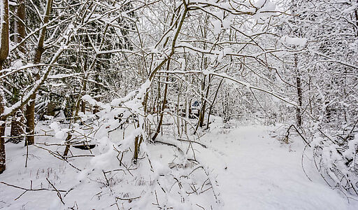 Лесной участок в КП Вымпел