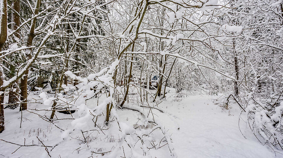 Лесной участок в КП Вымпел