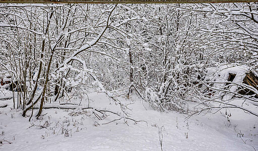 Лесной участок в КП Вымпел