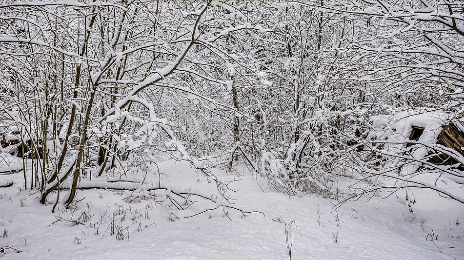 Лесной участок в КП Вымпел
