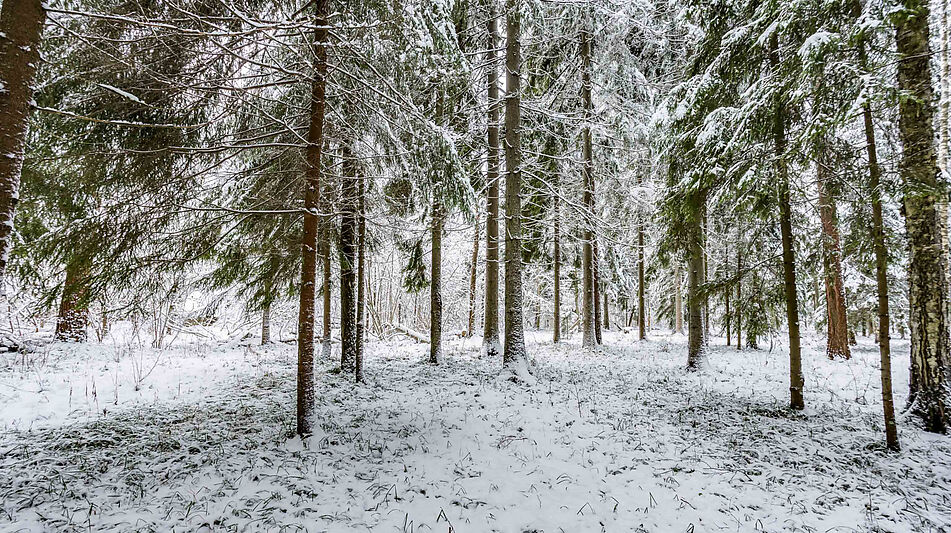 Лесной участок в КП Вымпел