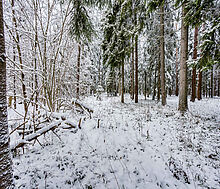 Лесной участок в КП Вымпел