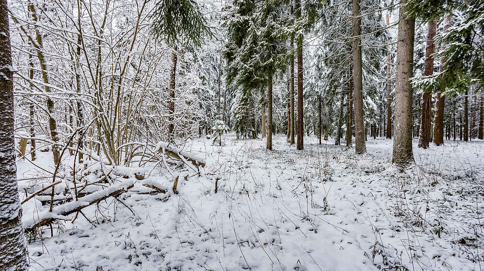 Лесной участок в КП Вымпел
