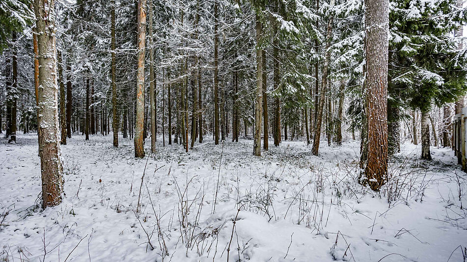 Лесной участок в КП Вымпел