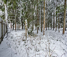 Лесной участок в КП Вымпел