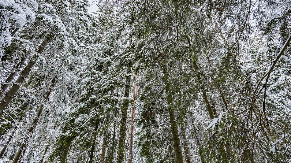 Лесной участок в КП Вымпел