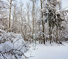 Лесной участок в Новодарьино РАН