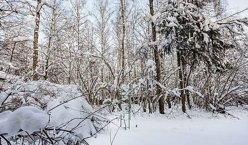 Лесной участок в Новодарьино РАН
