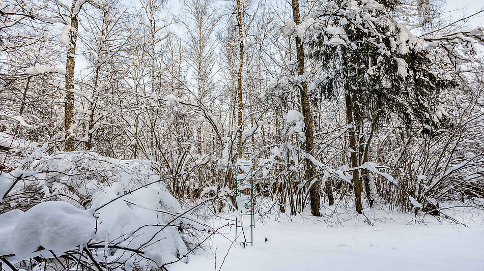 Лесной участок в Новодарьино РАН