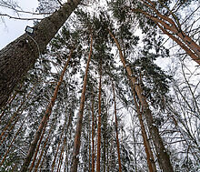 Алексеево Парк