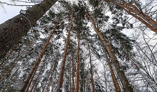 Алексеево Парк