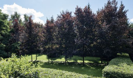 Дом у леса в КП 