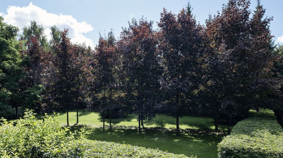 Дом у леса в КП Десять Ярдов