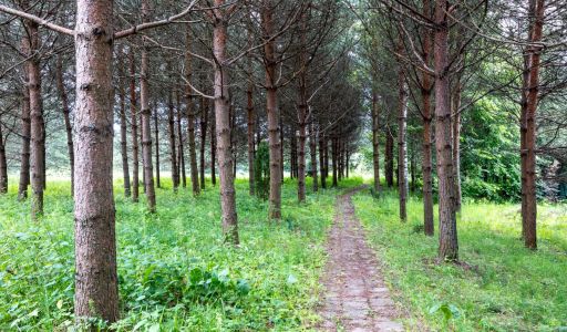 Участок в Деревне Рыбаки