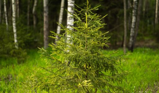 Участок в КП Лес Иславское