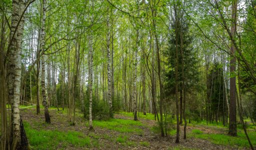 Участок в КП Лес Иславское