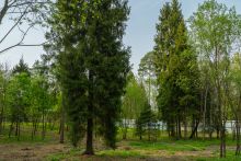 Участок в КП Лес Иславское