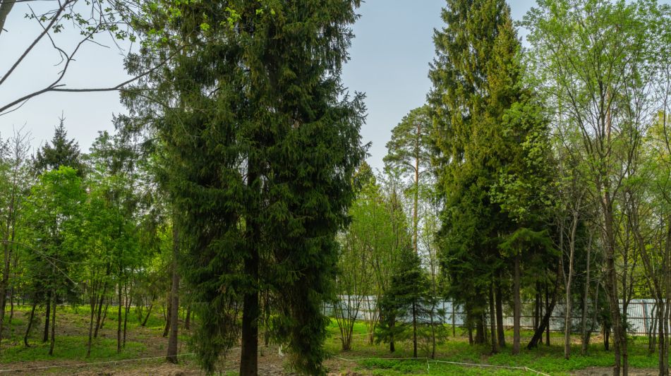 Участок в КП Лес Иславское