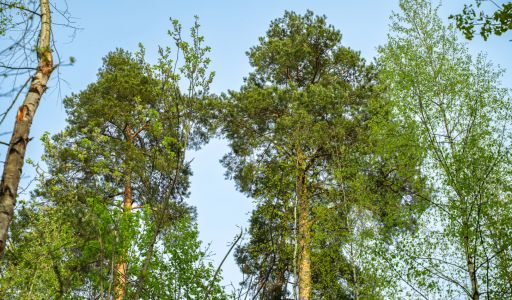 Участок в КП Лес Иславское