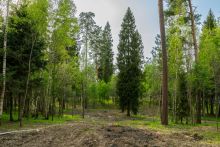 Участок в КП Лес Иславское