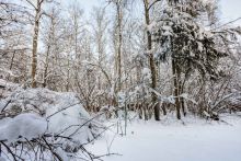 Лесной участок в Новодарьино РАН