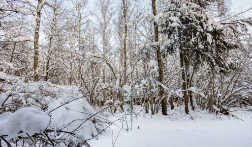 Лесной участок в Новодарьино РАН