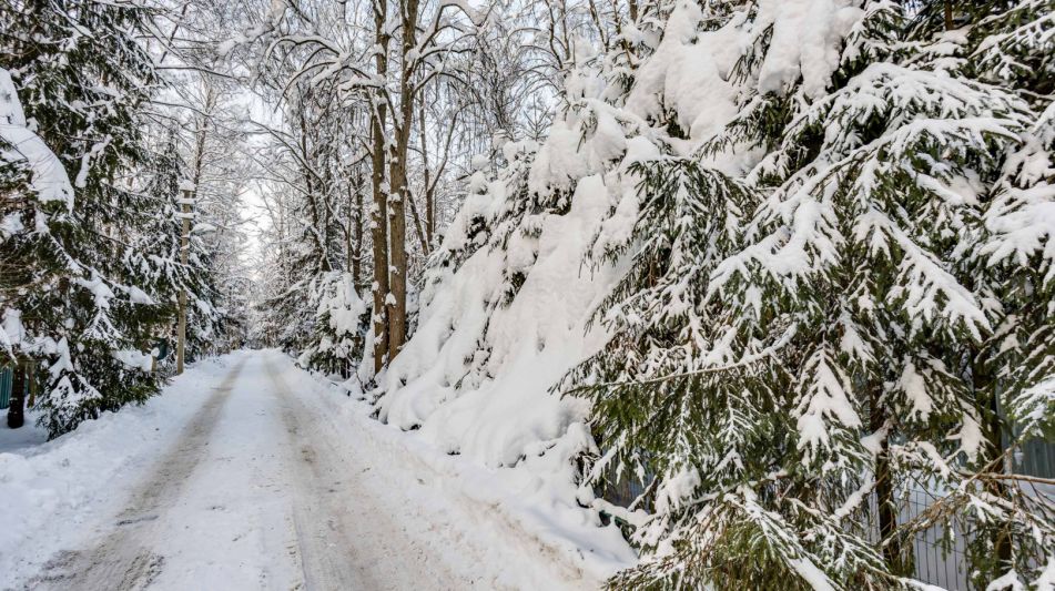 Лесной участок в Новодарьино РАН