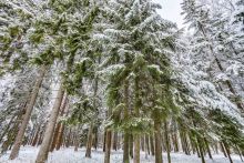 Лесной участок в КП Вымпел