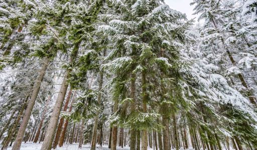 Лесной участок в КП Вымпел