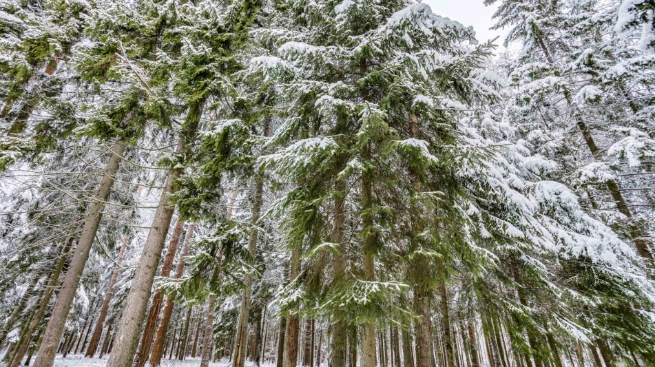 Лесной участок в КП Вымпел