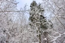 Лесной участок в КП Вымпел