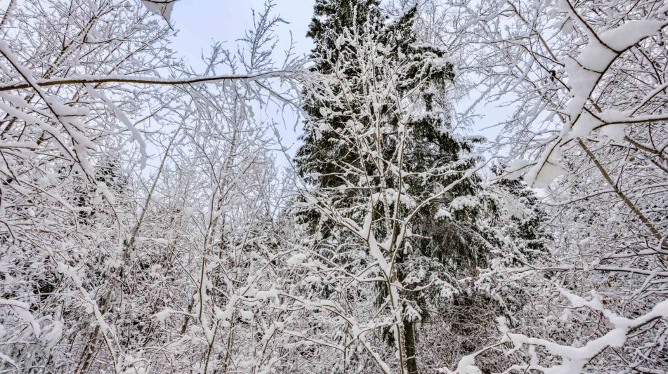 Лесной участок в КП Вымпел