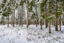 Лесной участок в КП Вымпел