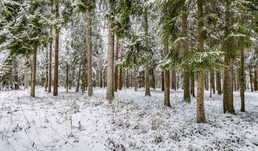 Лесной участок в КП Вымпел