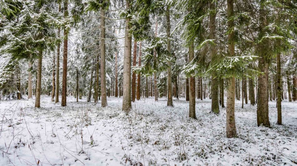 Лесной участок в КП Вымпел