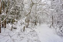 Лесной участок в КП Вымпел