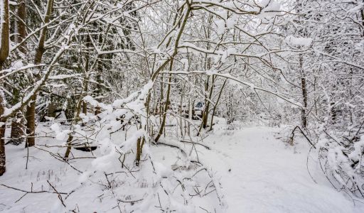 Лесной участок в КП Вымпел