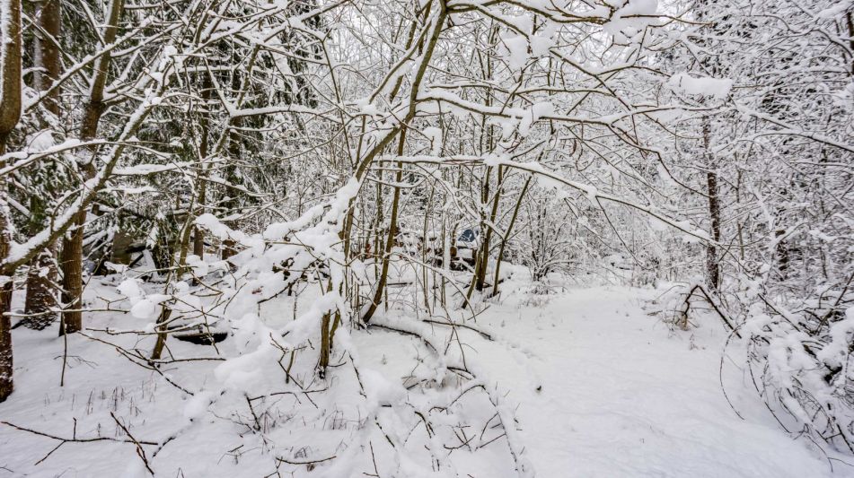 Лесной участок в КП Вымпел
