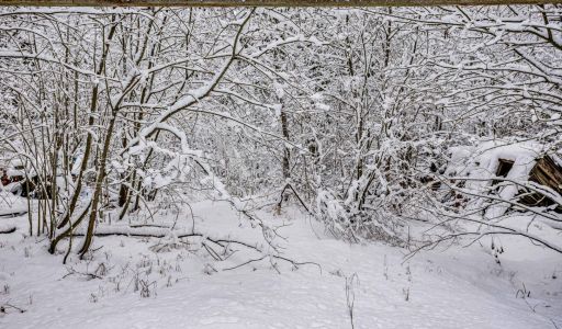 Лесной участок в КП Вымпел