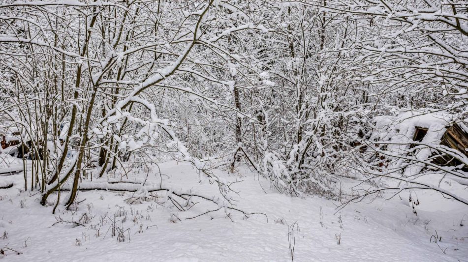 Лесной участок в КП Вымпел