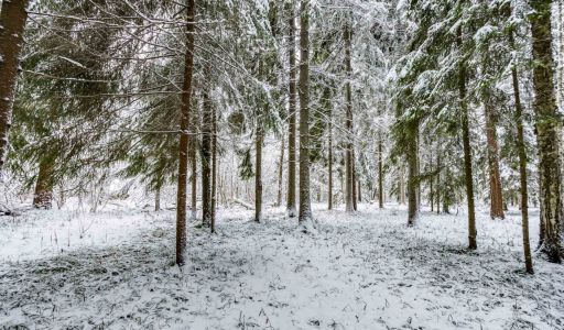 Лесной участок в КП Вымпел
