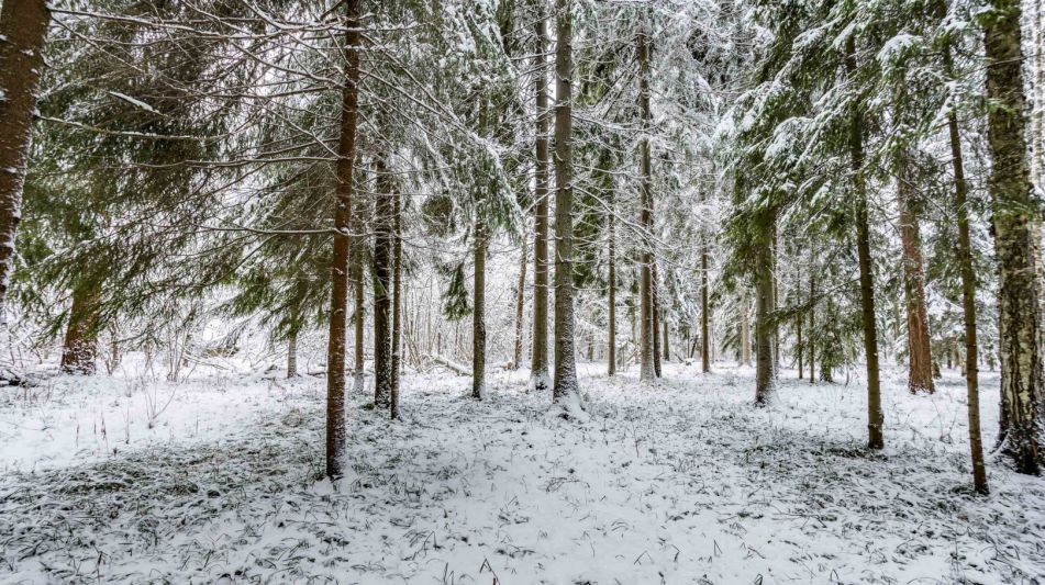 Лесной участок в КП Вымпел
