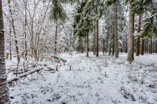 Лесной участок в КП Вымпел