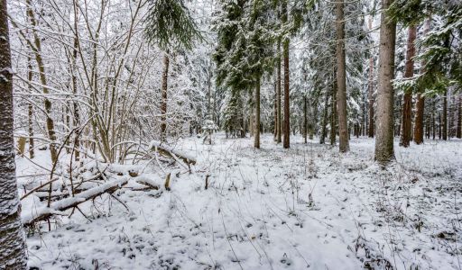 Лесной участок в КП Вымпел